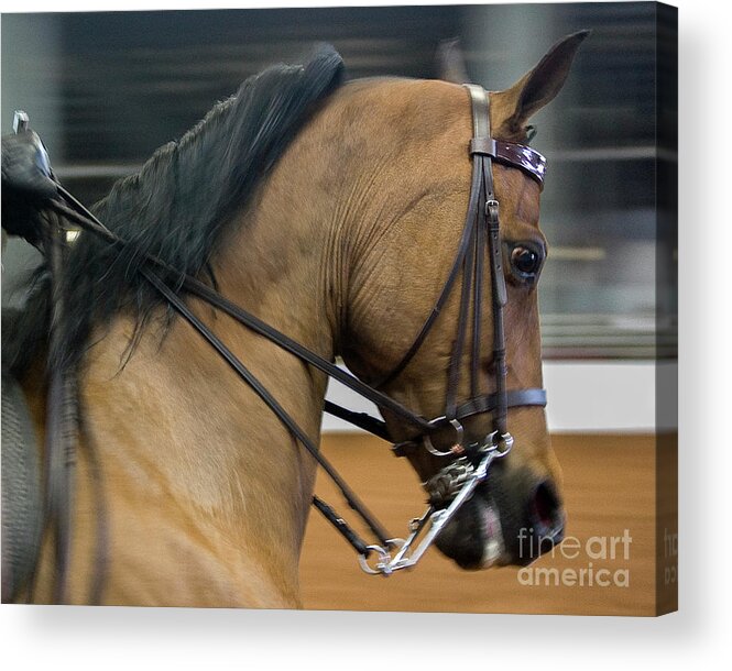 Show Horse Acrylic Print featuring the photograph Show Horse by Tom Brickhouse