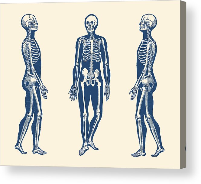 Skeleton Acrylic Print featuring the drawing Side View Skeleton - Vintage Anatomy Print by Vintage Anatomy Prints