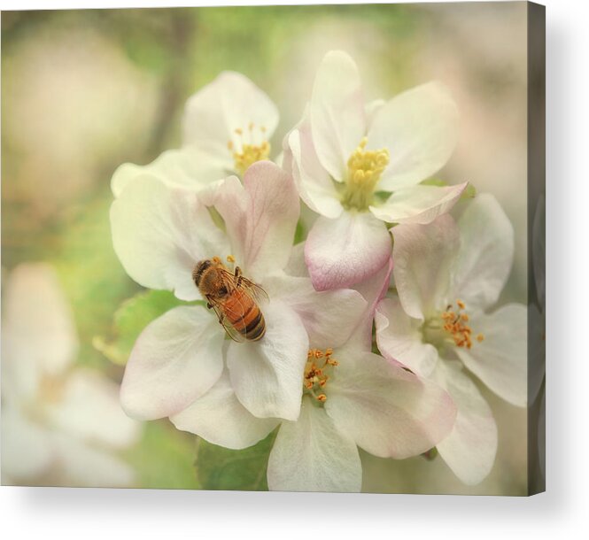 Appleblossoms Acrylic Print featuring the photograph Signs Of Spring by Sue Capuano