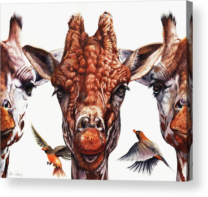 Giraffe Acrylic Print featuring the painting Simple Minds by Peter Williams