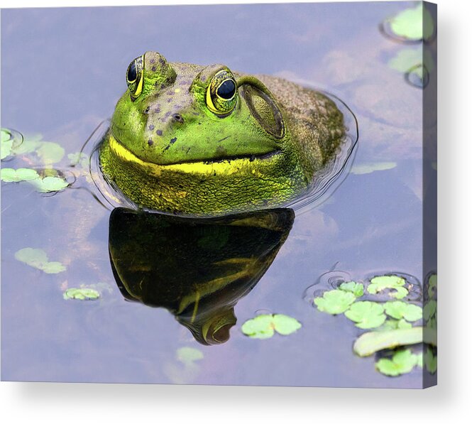 Bull Frog Acrylic Print featuring the photograph Sir Bull Frog by Art Cole