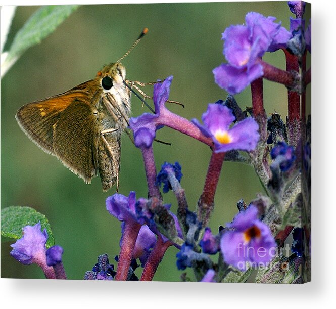 Butterfly Acrylic Print featuring the photograph Skipper on butterfly bush by Rex E Ater