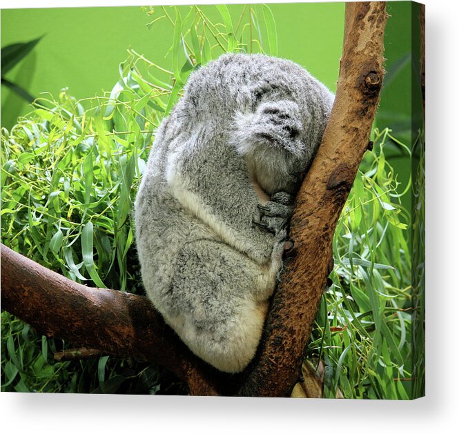 Koala Acrylic Print featuring the photograph Sleeping Koala Bear by Cathy Harper