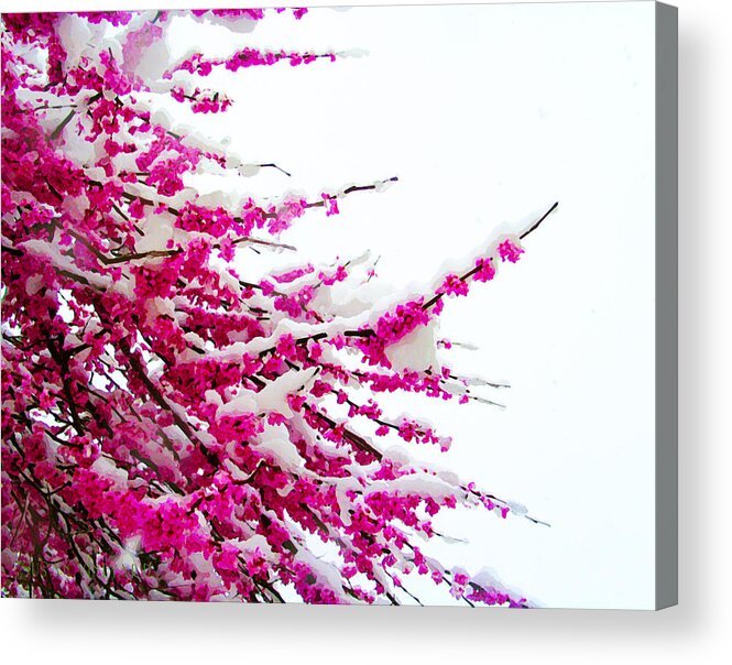 Susan Vineyard Acrylic Print featuring the photograph Snow Blossoms by Susan Vineyard