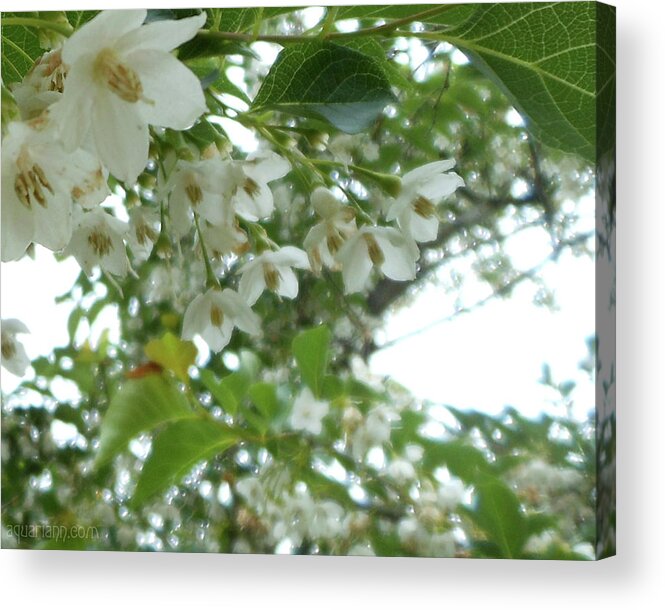 Snowbell Tree Acrylic Print featuring the photograph Snowbell Sparkles In Spring by Kristin Aquariann