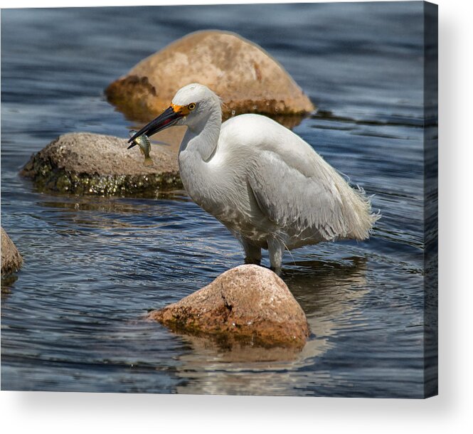 Egret Acrylic Print featuring the photograph Snowy Egret with Fish by Janis Knight