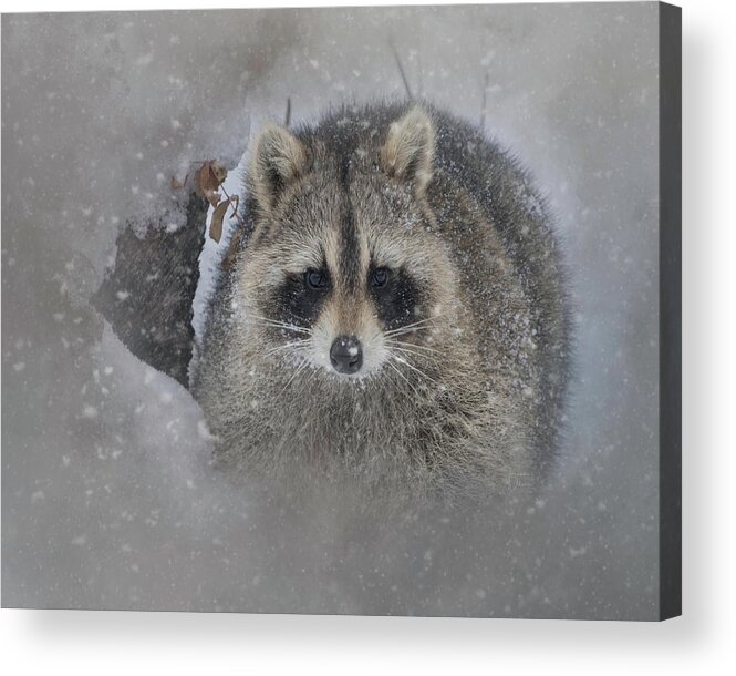 Adorable Acrylic Print featuring the photograph Snowy Raccoon by Teresa Wilson