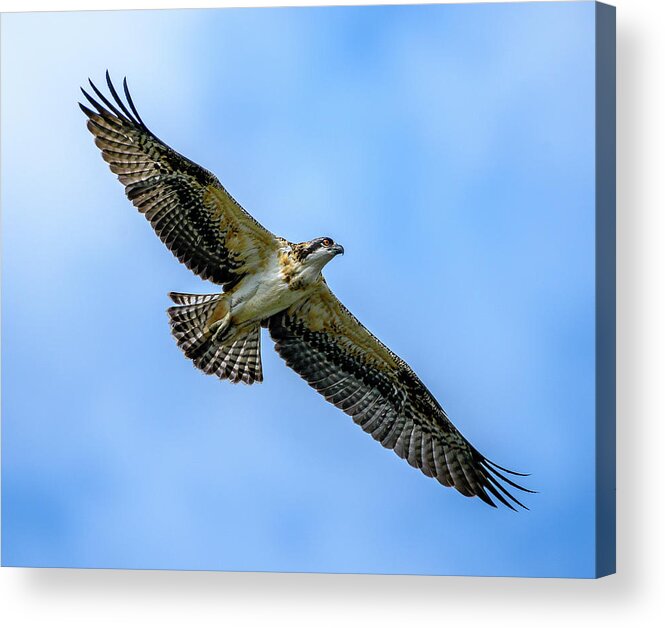 Osprey Acrylic Print featuring the photograph Soaring High by Jerry Cahill