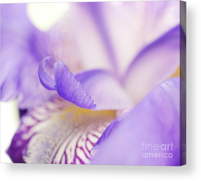 Flowers Acrylic Print featuring the photograph Soft Focus Iris Petals Botanical / Nature / Floral Photograph by PIPA Fine Art - Simply Solid