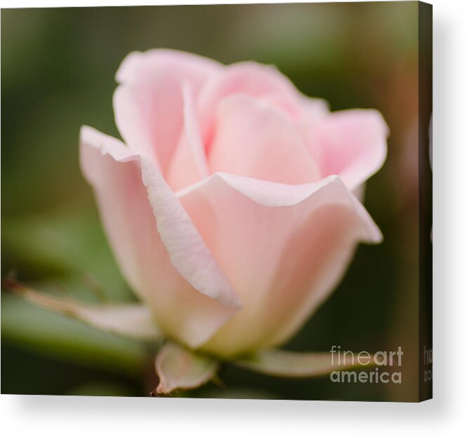 Corvallis Acrylic Print featuring the photograph Softly by Nick Boren