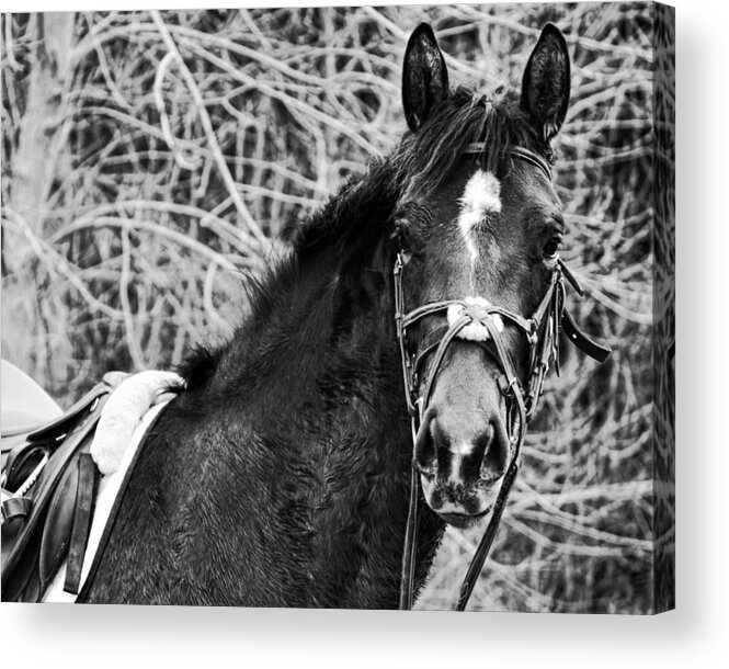 Horse Acrylic Print featuring the photograph Soul Mate by Traci Cottingham
