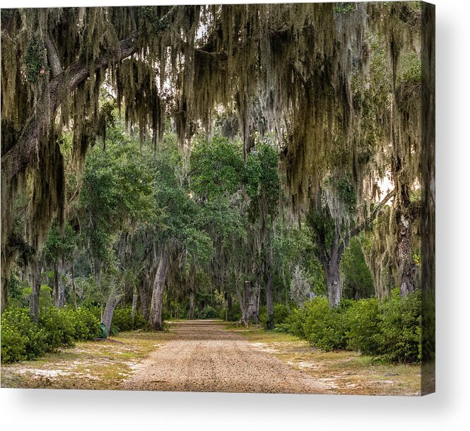 American Acrylic Print featuring the photograph Spanish Moss in Live Oak Trees by Kelly VanDellen