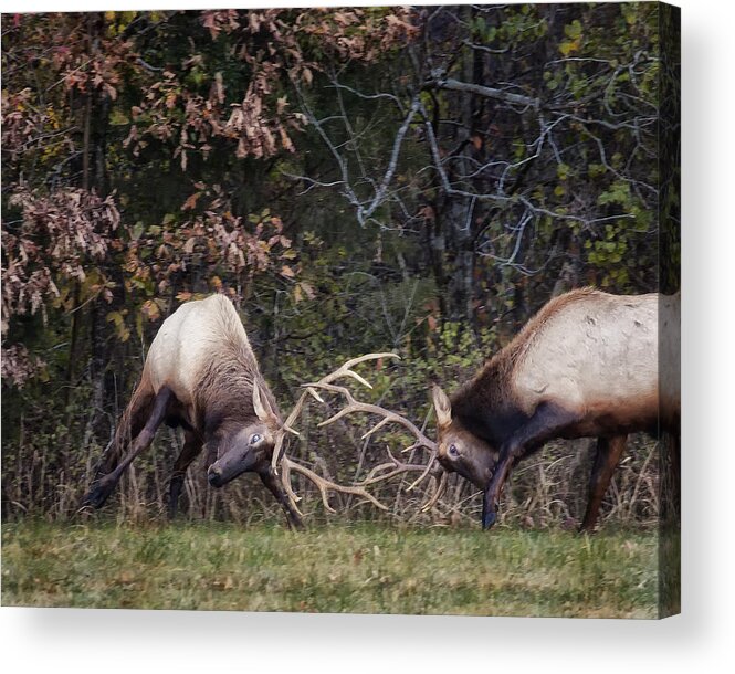 Sparring Elk Acrylic Print featuring the photograph Sparring Bachelor Bulls in Boxley Valley by Michael Dougherty
