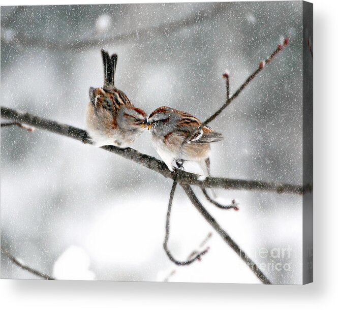 Sparrow Kiss Print Acrylic Print featuring the photograph Sparrow Kiss by Lila Fisher-Wenzel