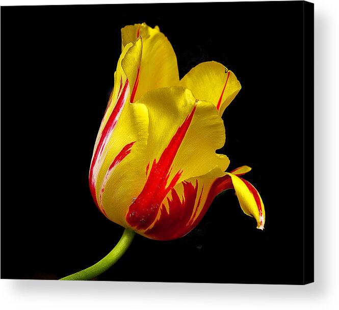 Flowers Acrylic Print featuring the photograph Special Flower for Someone Special by Mike Covington