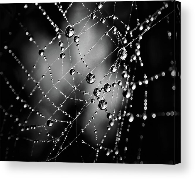 Brian Carson Acrylic Print featuring the photograph Spiderweb No 3 by Brian Carson