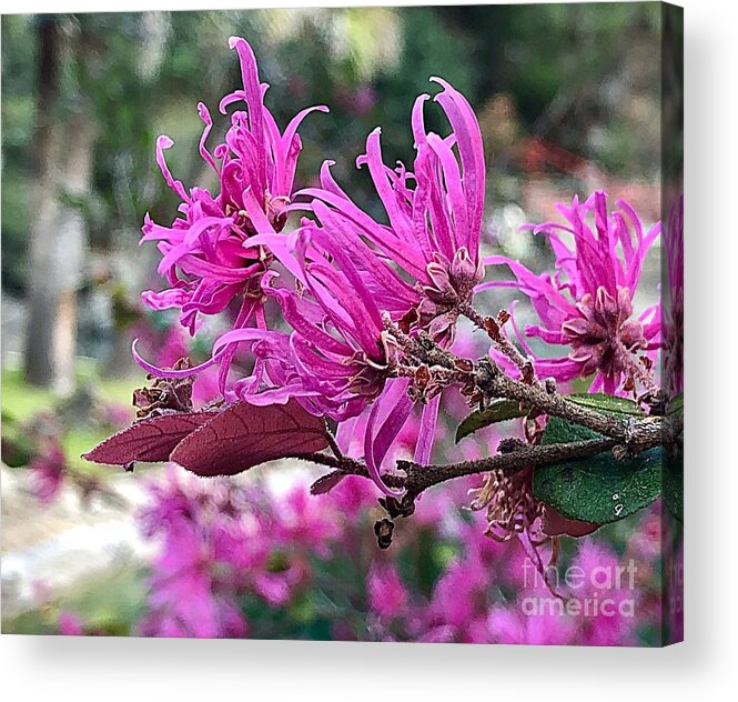 Spring Blooms Pink Acrylic Print featuring the photograph Spring Blooms Pink by Carol Riddle