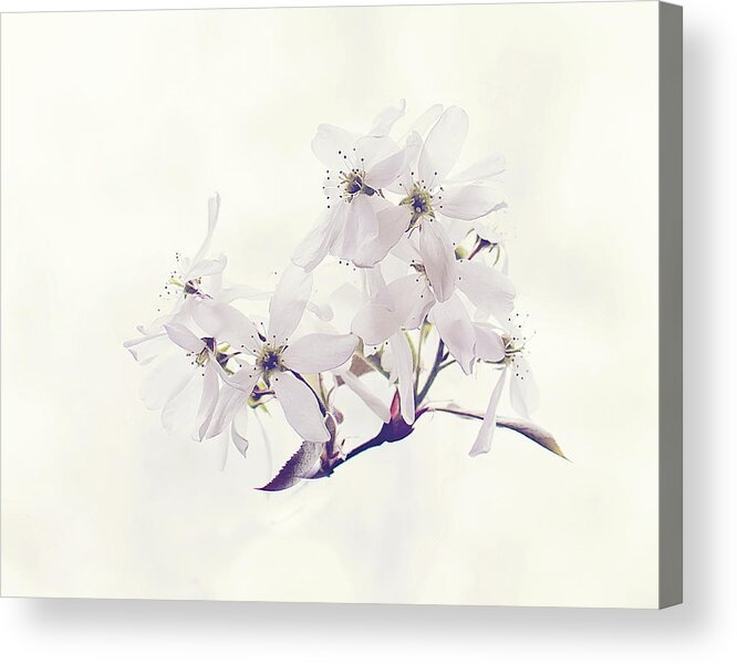 White Blossom Print Acrylic Print featuring the photograph Spring Blossom Print by Gwen Gibson