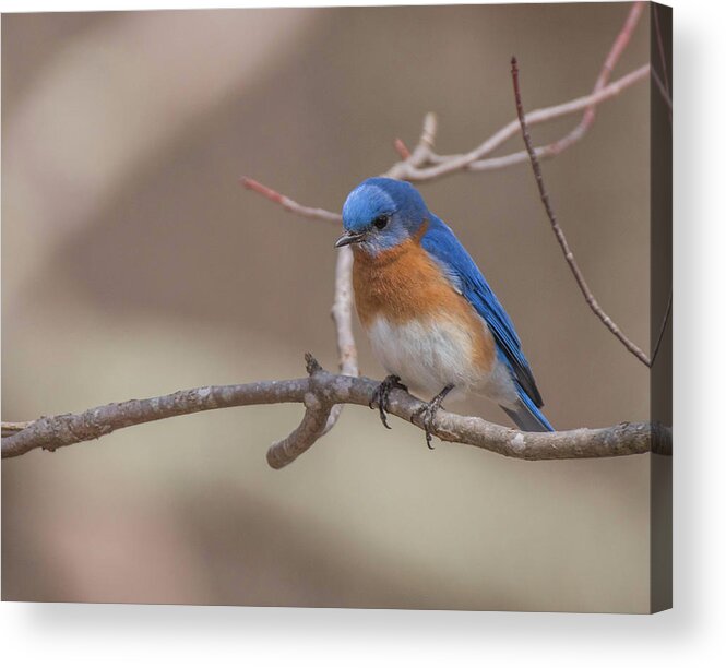 Bird Acrylic Print featuring the photograph Spring Bluebird by Jody Partin