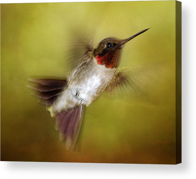 Hummingbird Acrylic Print featuring the photograph Spring Hummingbird by TnBackroadsPhotos 