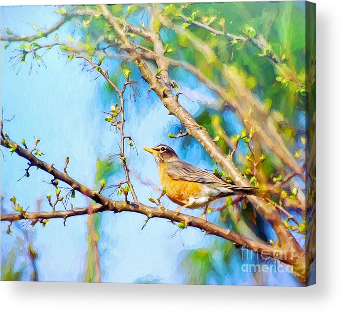 Robin Acrylic Print featuring the photograph Spring Robin by Kerri Farley
