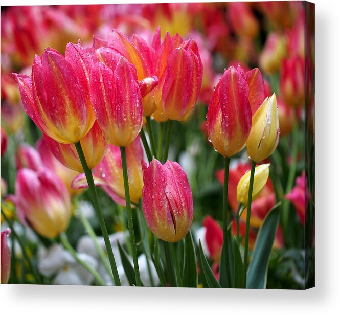 Tulips Acrylic Print featuring the photograph Spring Tulips in the Rain by Rona Black