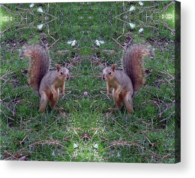 Squirrels Acrylic Print featuring the digital art Squirrels With Question Mark Tails by Julia L Wright