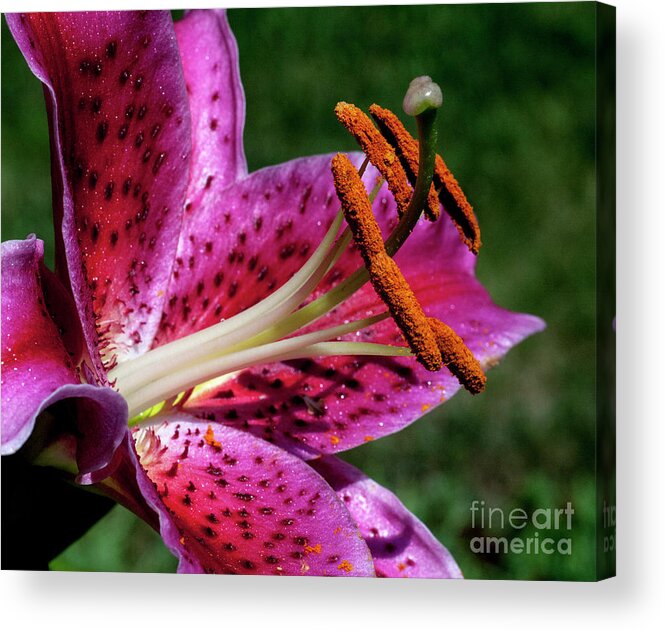 Lily Acrylic Print featuring the photograph StarFire by Doug Norkum