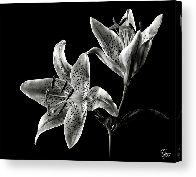 Flower Acrylic Print featuring the photograph Stargazer Lily in Black and White by Endre Balogh