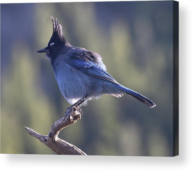 Stellars Jay Acrylic Print featuring the photograph Stellar's Jay by Ben Foster