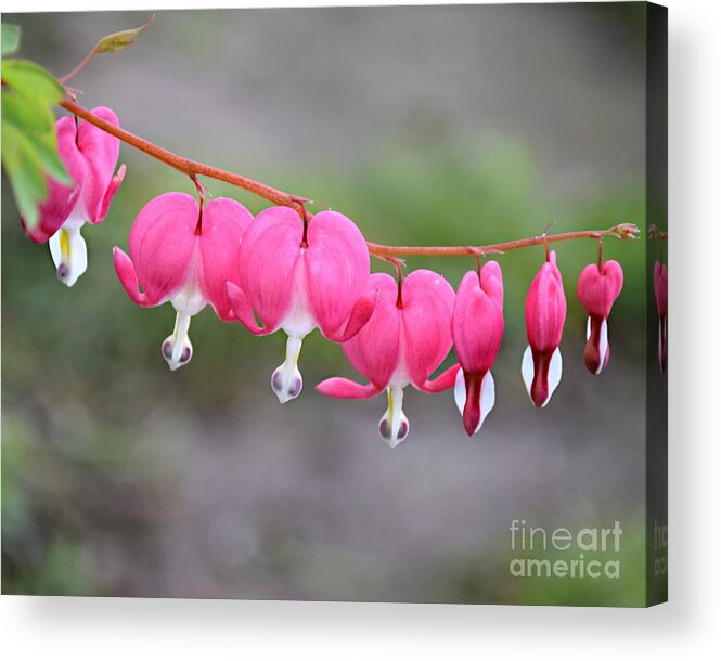 String Of Hearts Acrylic Print featuring the photograph String Of Hearts by Kathy M Krause