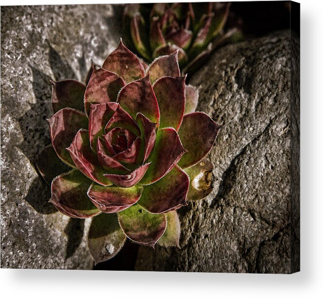 Jean Noren Acrylic Print featuring the photograph Succulent by Jean Noren
