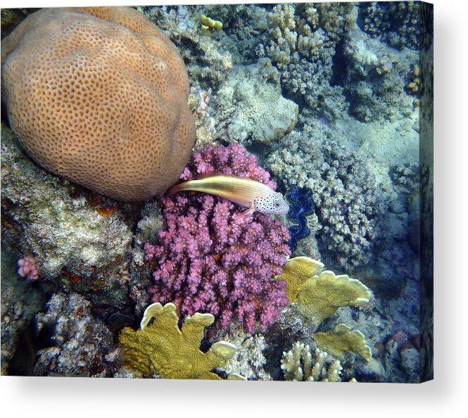 Sea Acrylic Print featuring the photograph Such A Colorful World by Johanna Hurmerinta