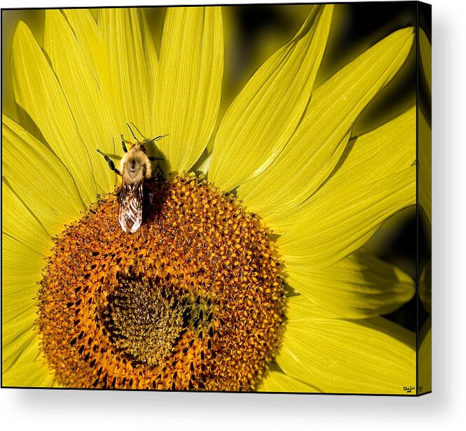 Sunflower Acrylic Print featuring the photograph Sun Bee by Chris Lord