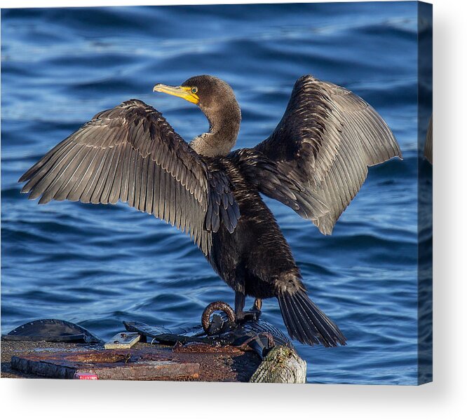  Double-crested Cormorant Acrylic Print featuring the photograph Sundrying Cormorant by Carl Olsen