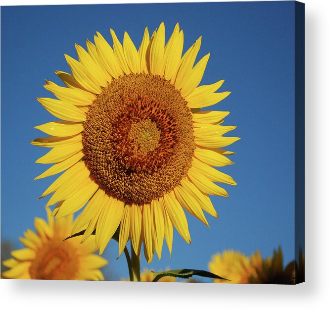 Sunflower Acrylic Print featuring the photograph Sunflower and Blue Sky by Nancy Landry