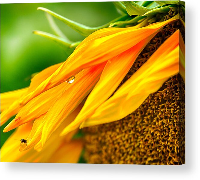 Maryland Acrylic Print featuring the photograph Sunflower Close Up by Leah Palmer
