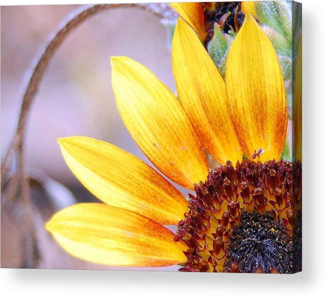 Sunflower Acrylic Print featuring the photograph Sunflower Perspective by Amy Fose