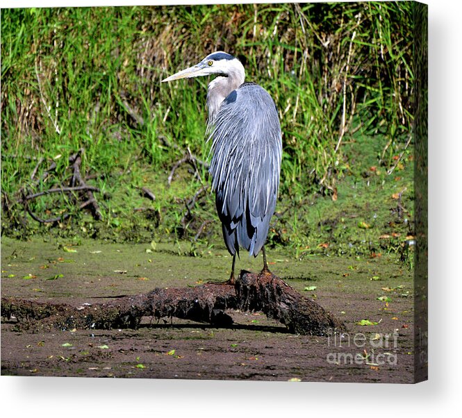 Denise Bruchman Acrylic Print featuring the photograph Sunning Great Blue Heron by Denise Bruchman
