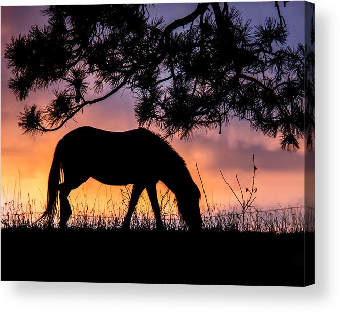 Animals Acrylic Print featuring the photograph Sunrise Silhouette by Dawn Key