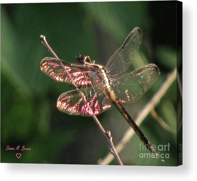 Dragonfly Acrylic Print featuring the photograph Sunset Dragonfly by Donna Brown