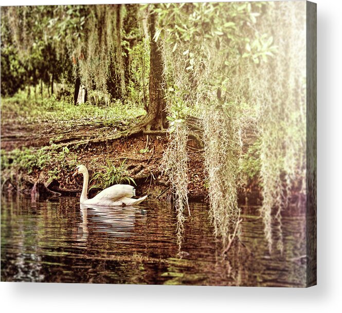 Swan Acrylic Print featuring the photograph Swan Dreams by Judy Vincent