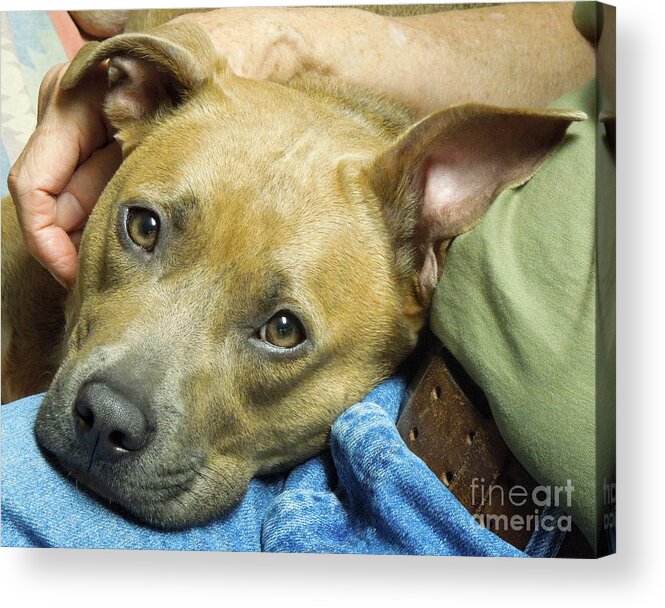 Pit Acrylic Print featuring the photograph Sweet Pit Bull . Face of Love by Renee Trenholm