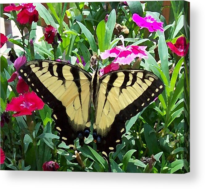 Swallowtail Acrylic Print featuring the photograph Symmetry by Sandi OReilly