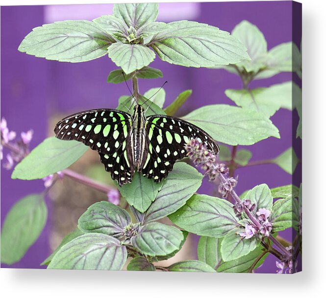 Tailed Jay Butterfly Acrylic Print featuring the photograph Tailed Jay butterfly in puple by Ronda Ryan