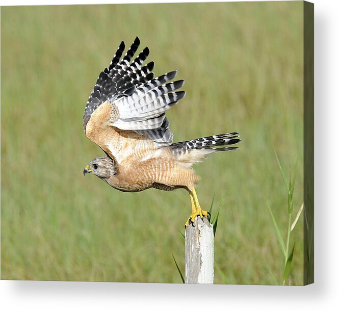 Red Tailed Hawk Acrylic Print featuring the photograph Taking Flight by Keith Lovejoy