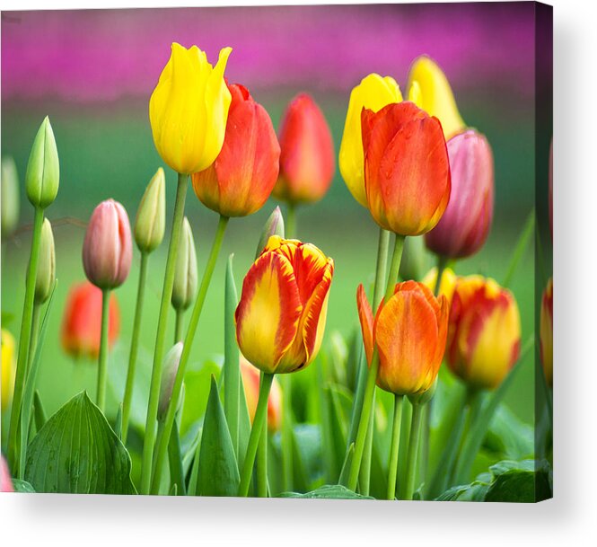Purple Acrylic Print featuring the photograph Technicolor Tulips by Bill Pevlor