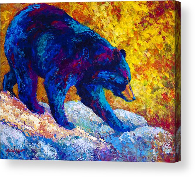 Tentative Step Black Bear Acrylic Print By Marion Rose
