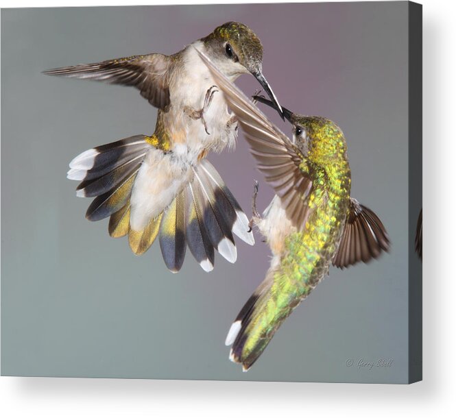 Nature Acrylic Print featuring the photograph Territorial Dispute by Gerry Sibell