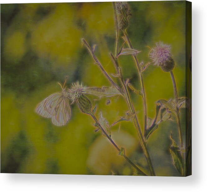 Artistic Acrylic Print featuring the photograph Textured butterfly 1  by Leif Sohlman